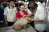 大甲施打狂犬病疫苗情況佳　盼再增次注射