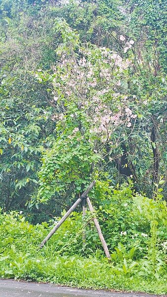 有「綠癌」封號的小花蔓澤蘭影響三芝櫻花的生長,造成櫻花開不出漂亮的花,民進黨新北市議員鄭宇恩要求農業局編列相關預算,協助三芝區公所與在地民間團體一起來清除。圖/鄭宇恩提供