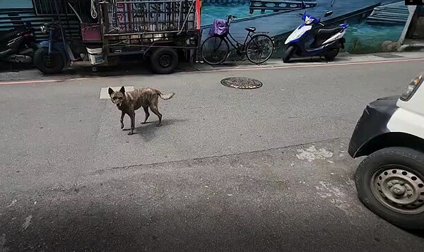 丁姓飼主習慣讓犬隻在外遊蕩。圖／新北市動保處提供