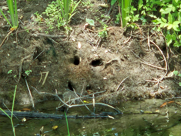 在新海三期水岸第一排的小小住宅區。圖/新北市政府提供