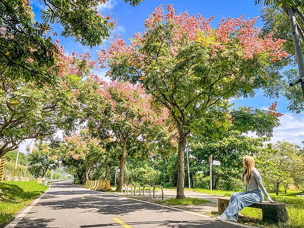 粉紅蒴果、黃色花朵及濃綠枝葉相間的繽紛色彩映入眼簾。圖／工程管理處提供