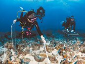 生態拉警報　小琉球魚類枯竭、珊瑚衰退