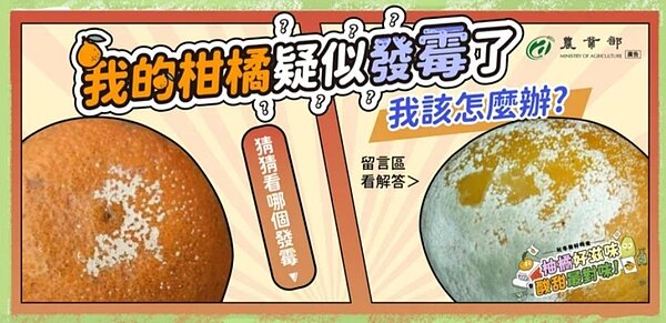 橘子上面有白白的,是不是發霉了,究竟還能不能吃?農業部用示意圖教民眾分辨橘子是不是發霉。圖/取自「農業部」官方臉書粉專