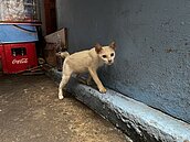 拿熱水燙貓、反覆摔狗　家暴者竟為這原因　轉而虐待寵物