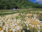 文旦慘況　菜農：銷陸受阻　產地市場互打