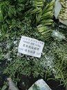 北市果菜批發抽查農藥超標　近3萬公斤蔬果銷毀