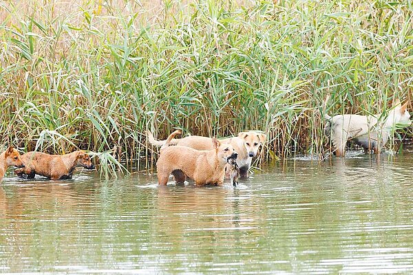 流浪動物零撲殺政策自2017年上路，浪犬數量逐年增加，各地頻傳狗追人、攻擊家畜家禽及野生動物遭犬殺等事件。圖為浪犬入侵新竹市香山溼地內陸「金城湖」攻擊鳥類畫面。（台灣野鳥保育協會理事黃蜀婷提供／潘虹恩台中傳真）