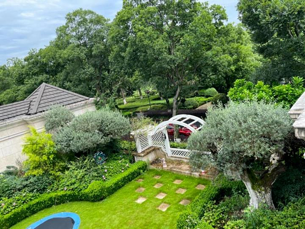 標的物長青橄欖樹。圖/取材自潮新聞