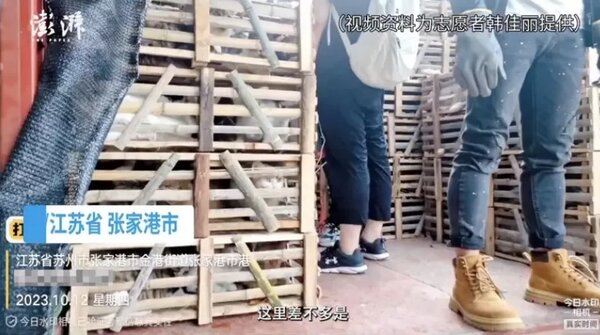 江蘇張家港警方本月12日成功攔截一輛載有一千多隻貓的貨車，這批貓原本要被貓販子運送到廣東充當豬羊肉。（截圖自《澎湃新聞》影片）
