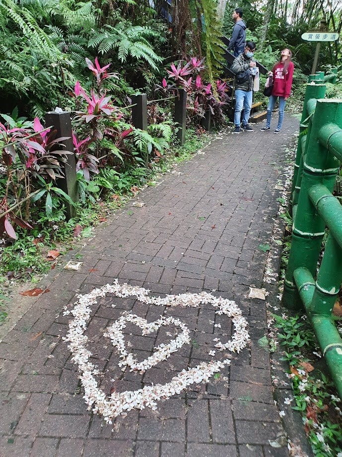 土城區長周晉平則表示，土城有桐花公園滿足喜歡戶外活動民眾。記者李定宇／攝影 