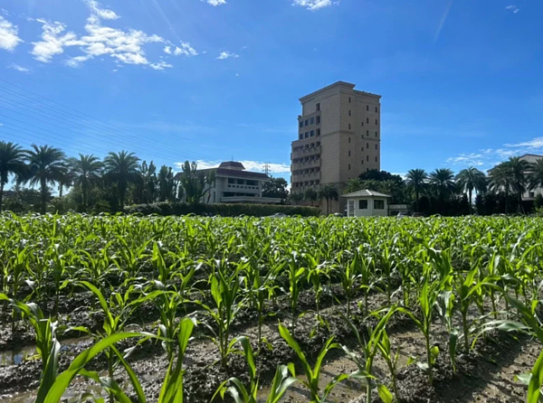 國民黨花蓮縣黨部表示，有關福吉段108地號涉及違反區域計畫法土地使用案，除了依照規定向縣府提出申請，希望開發休閒農場外，目前種植的農作物也已大面積長成。圖／國民黨花蓮縣黨部提供
