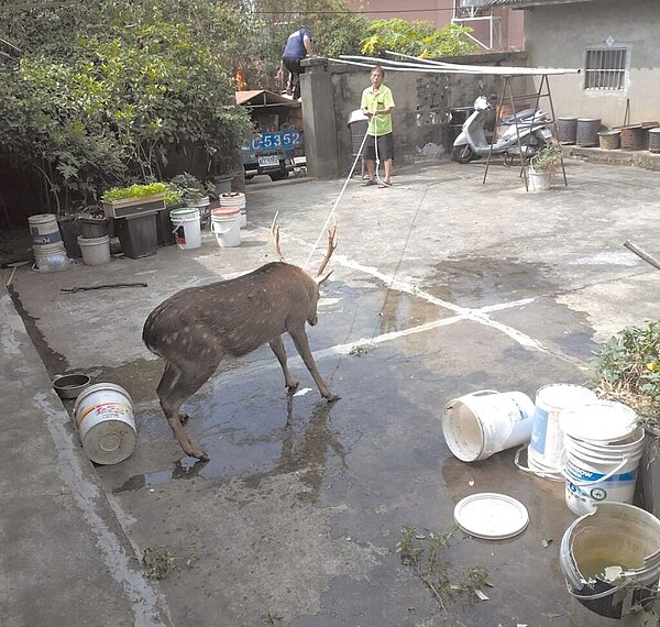 1隻梅花鹿24日疑遭野犬咬傷誤入台中市龍井區民宅,民眾通報1999後委外人員到場處理,梅花鹿卻在過程中死亡。(取自臉書社團龍井之鄉/張亦惠台中傳真)