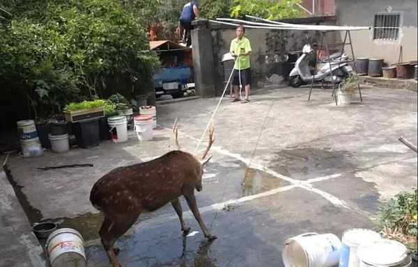 梅花鹿誤闖民宅，台中農業局委外廠商有1人以繩索固定鹿頸。圖／翻攝自臉書社團「龍井之鄉」