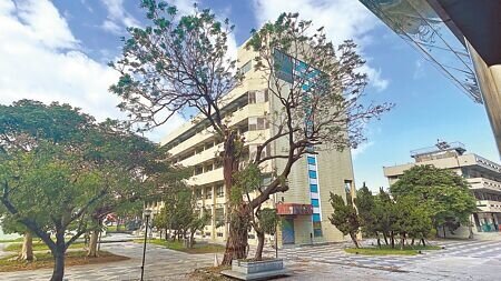 
國立台東大學台東校區種植樹齡逾40年的苦楝樹，近日遭委外廠商以「斷頭式」修剪，導致樹容「缺枝斷幹」，愛樹人士發起1人1信向教育部陳情。（蕭嘉蕙攝）
