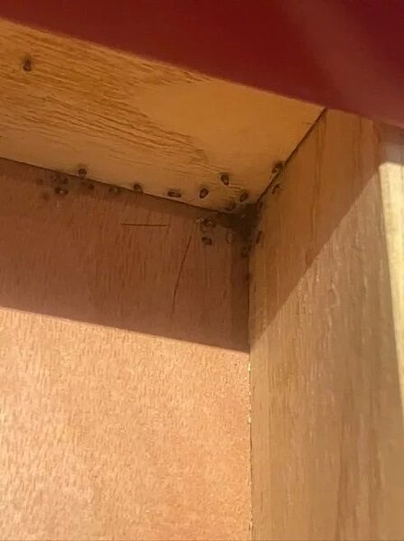 有民眾前往北市信義區知名麻辣鍋用餐,稱在餐桌抽屜看見整窩蟑螂。圖/摘自爆料公社