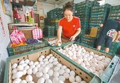 毀蛋不倦　農業部要再進口250萬顆蛋