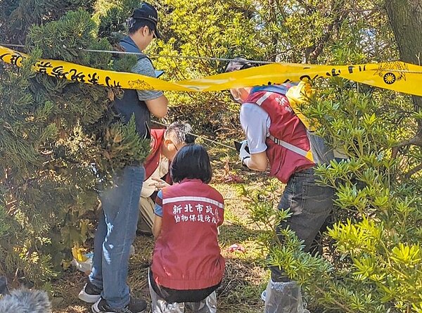 新北市新店區3日上午傳出疑似山羌慘遭殘忍虐殺,忠孝里長游皓麟通報警方及動保處,現場找到2具動物頭骨、內臟及皮毛,動保處初判是山羌屍體,將送至調查局化驗DNA。圖/新店警分局提供