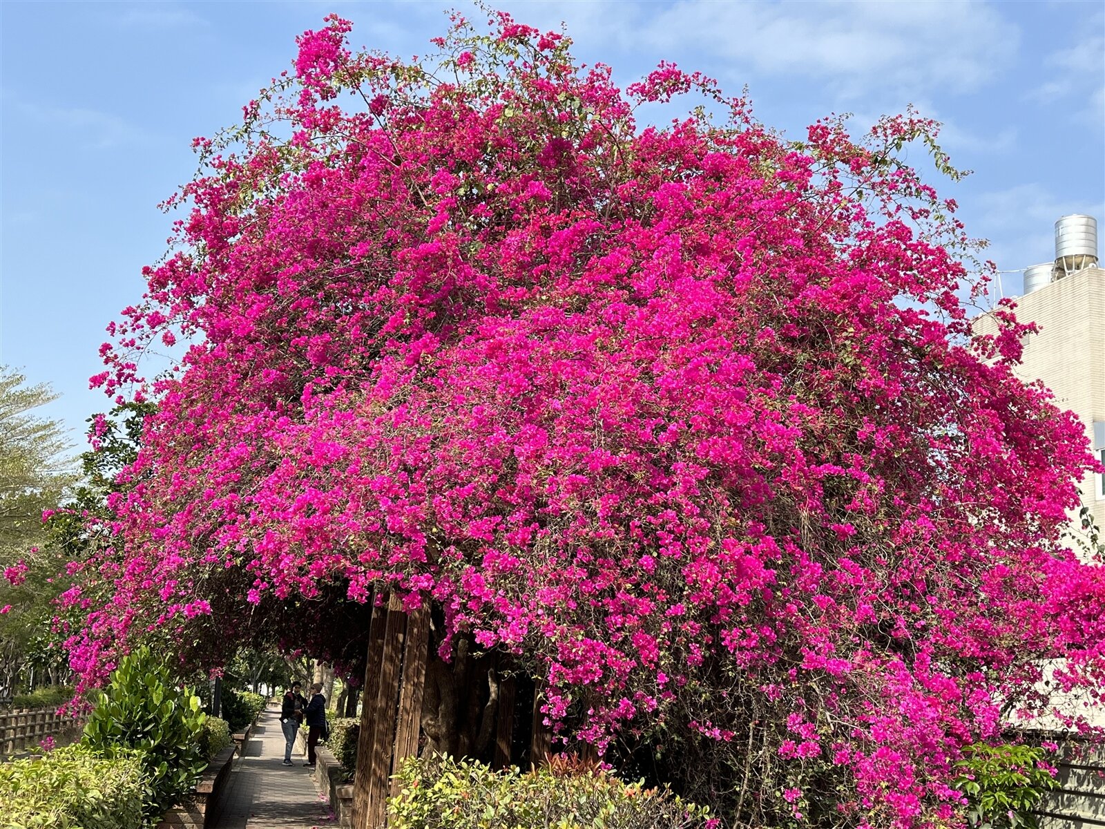 新化南圳綠堤北側的九重葛,每年春天盛開時猶如一把大紅傘,已成知名景點。記者吳淑玲/攝影