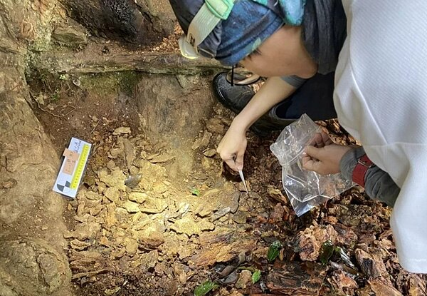 工作人員採集台灣黑熊「里高萬」遺留的熊毛。記者卜敏正/翻攝