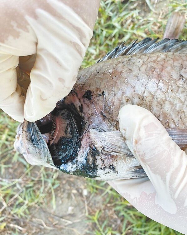 台中市梧棲大排魚群死亡，環保局檢測發現魚鰓內有大量泥沙。圖／台中市環保局提供
