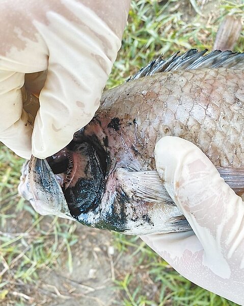 台中市梧棲大排魚群死亡,環保局檢測發現魚鰓內有大量泥沙。圖/台中市環保局提供