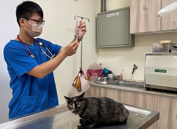 新竹市政府推出「認養犬、貓送健康,帶我回家好放心補助專案」優惠活動。圖/新竹市政府提供