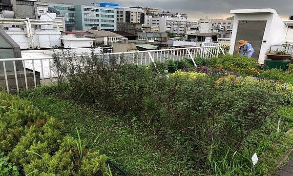 經過員工們細心照料下綠意盎然的空中花園。圖／勞動局提供