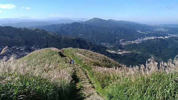 基隆山步道沿線滿布五節芒，蒼茫氣象令人讚嘆。圖／觀光旅遊局提供