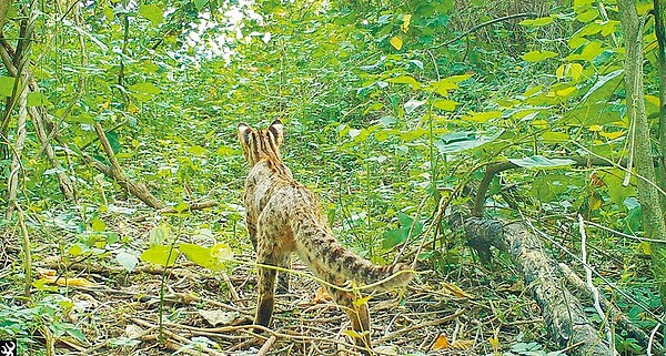 林業署台中分署9日舉行「台中綠網保育策略暨階段推動成果分享」大平台會議時表示,大甲溪和筏子溪石虎數量有明顯增加。(林業署台中分署提供/陳淑娥台中傳真)