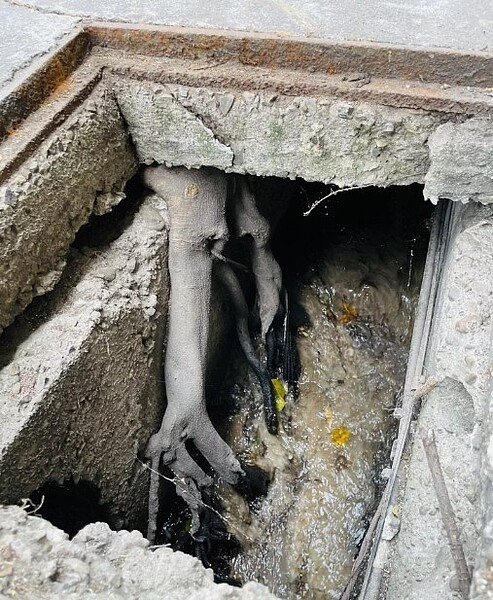 榕樹易有竄根情形。圖／陳雅惠提供
