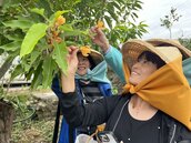 竹市「香山濕地藝術季」11／25登場　3大農村主題玩透透
