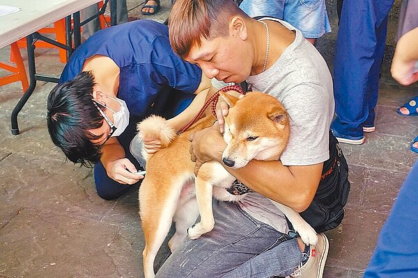 目前從美國等狂犬病疫區輸入犬貓至台灣,需隔離檢疫至少7天。(嘉義市政府提供/中時報系資料照片)