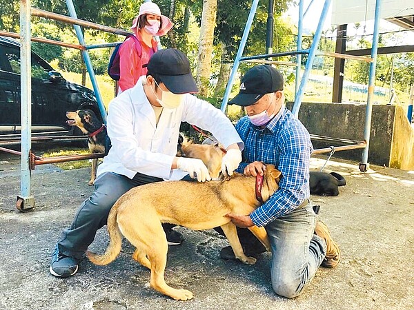 獸醫師表示，台灣犬貓狂犬病疫苗施打率偏低，若放寬入境犬貓隔離檢疫，恐有漏網之魚。（嘉義縣政府提供）