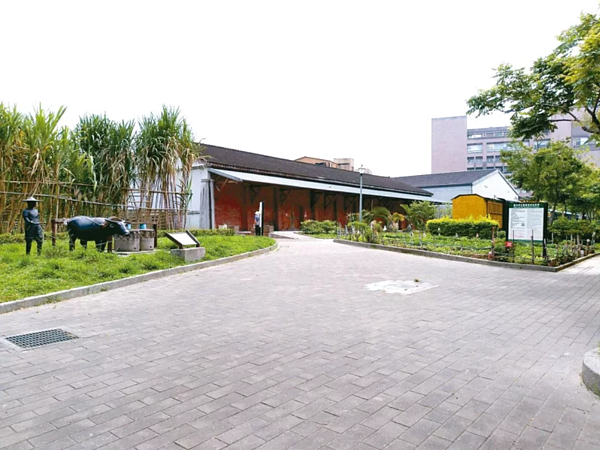 台北市萬華區糖廍文化園區種植甘蔗土壤被檢測出重金屬超標,議員劉耀仁說,他已經參加20多年了,「每年都喝好幾杯甘蔗汁」。圖/北市府提供