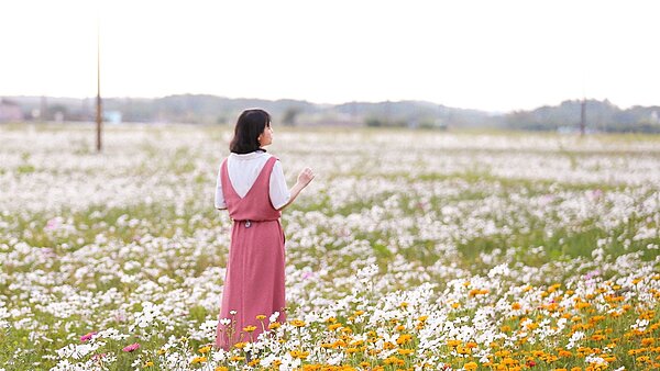 白色波斯菊,如大雪鋪地。圖/建設處、觀光新聞處提供