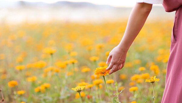 綻放的百日草。圖/建設處、觀光新聞處提供