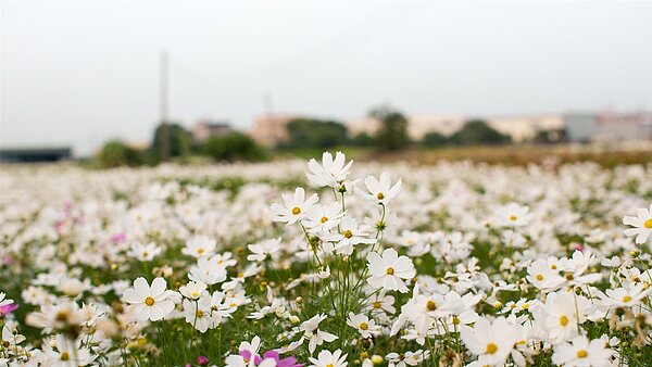 有如遍地白雪的白色波斯菊。圖/建設處、觀光新聞處提供