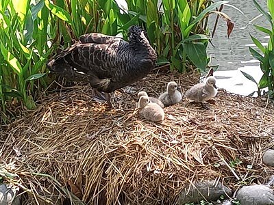 秋紅谷景觀生態公園11月再添6隻黑天鵝寶寶。圖／台中市建設局提供