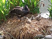 台中秋紅谷黑天鵝寶寶誕生！2種NG行為別做