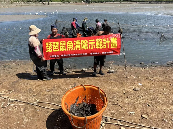 桃園河川、埤塘近來遭外來種琵琶鼠魚入侵，市府10月輔導桃園市養殖漁業發展協會清除2口埤塘。圖／桃園市農業局提供