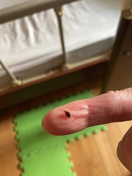 北市除蟲業者指出,臭蟲處理行情價3000元起跳。圖/北市除蟲業者林先生提供