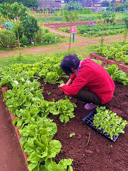 北市廚餘變身有機質肥料11／27起開放申請。圖／台北市府提供