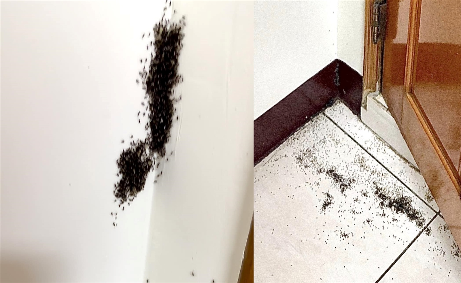 一名房客抱怨自己租屋處螞蟻多到彷彿租到「螞蟻窩」。圖／截自臉書社團「爆料公社二社」
