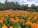 士林官邸菊展登場　20萬盆、13展區「感受花的美好」