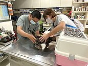 由盛而衰　寵物險剩兩產險銷售