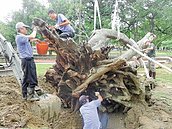 孔廟老榕又倒地　扶正待重生