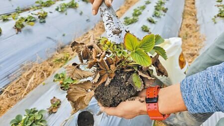 
苗栗縣大湖鄉草莓已至產季，近期卻爆發萎凋症、葉枯病、青枯病、炭疽病、以及角斑病等多病齊發問題，今年大湖全鄉栽種草莓約有400公頃，受損莓園高達120公頃，超過4分之1。（謝明俊攝）
