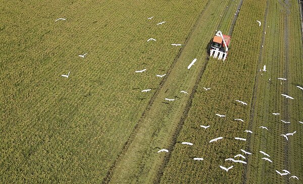 農糧署表示,明年稻作四選三政策放寬一期稻作可繳交公糧,因農民耕種用水無虞,憂心明年一期稻作生產過剩,影響米價。圖/聯合報系資料照
