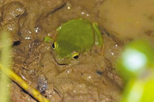 維護樹蛙棲息地，潤隆大砍萬芳案開發面積至3％左右。圖／潤隆提供
