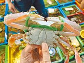 萬里蟹尾聲祭抽獎　漁民教挑選